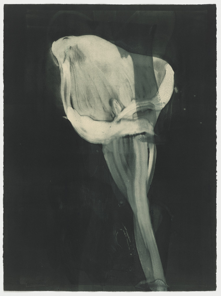 Untitled (IV) from Six Gestures of the Calla