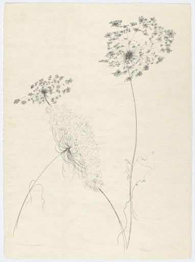 Queen Anne's Lace from the portfolio Of Nature, Of Man