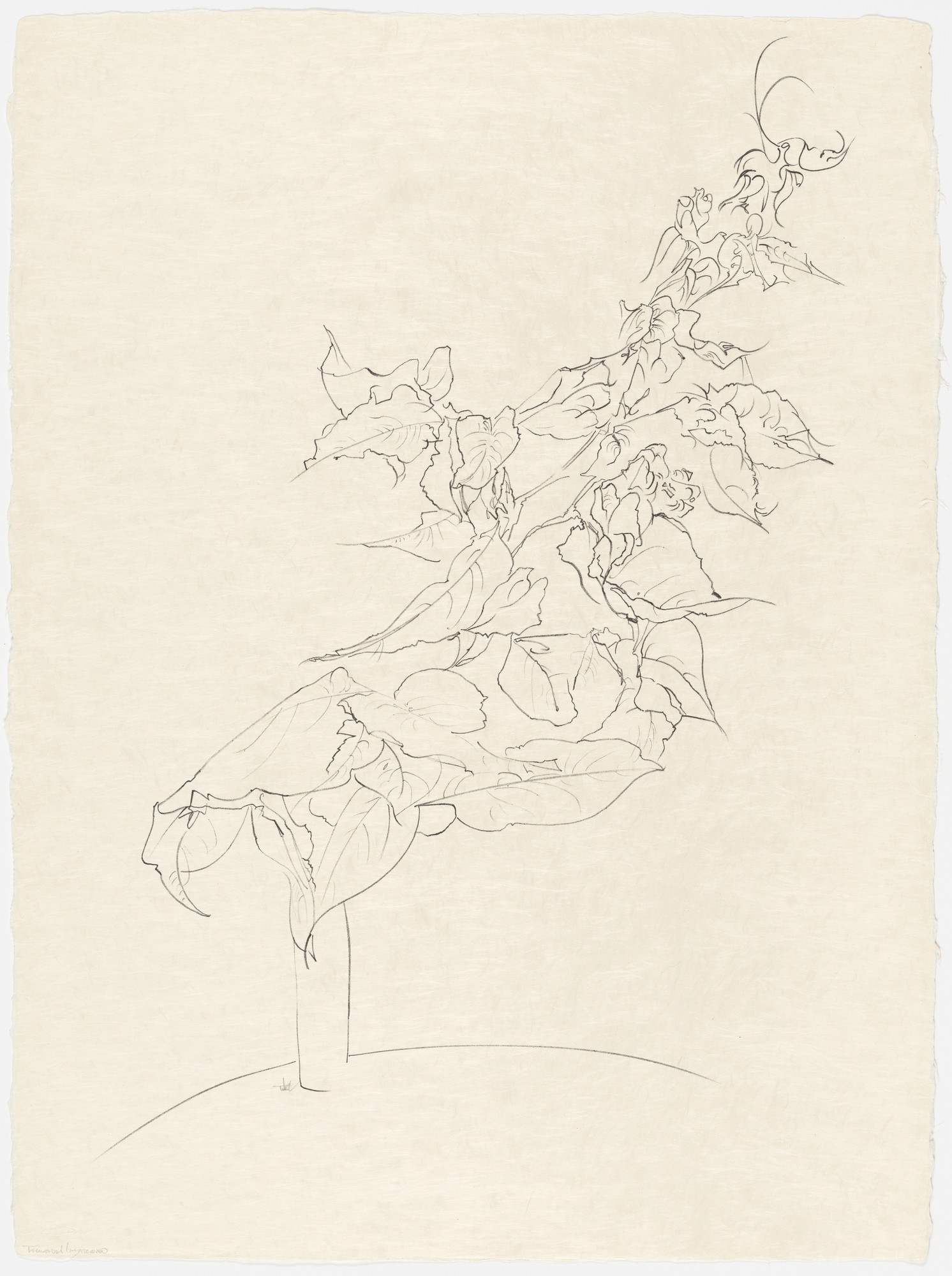 Peter Takal. Bougainvillea from the portfolio Of Nature, Of Man