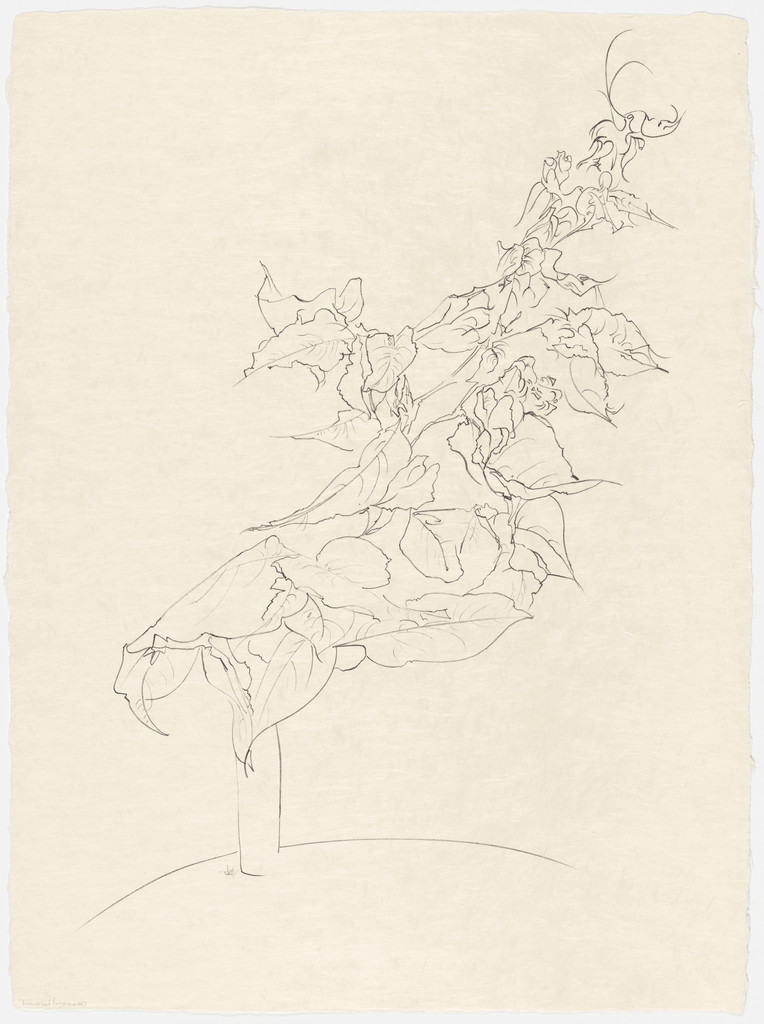 Bougainvillea from the portfolio Of Nature, Of Man, Peter Takal, 1963–64