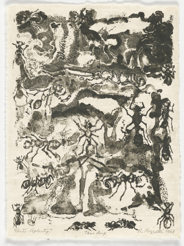 Ants Aplenty from the portfolio Bugs