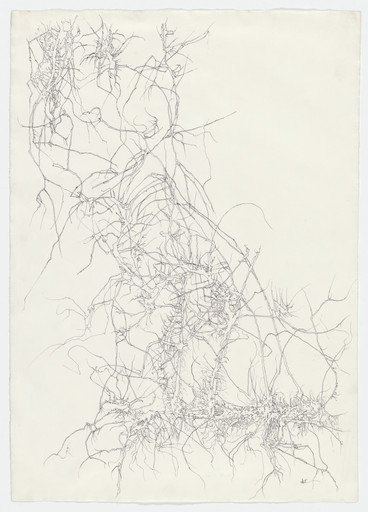 Winter Vine