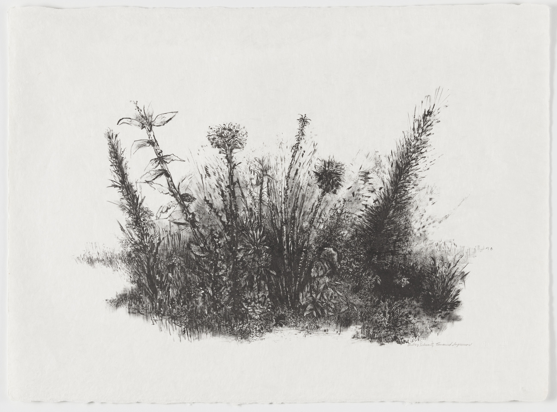 Aubrey Schwartz. Garden. 1960
