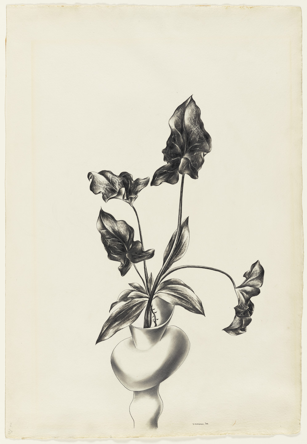 Yasuo Kuniyoshi. Plant. 1925