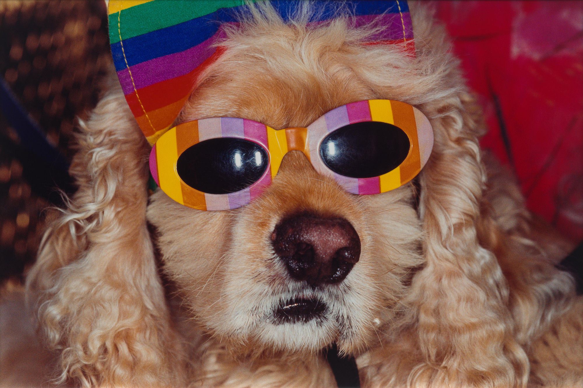Martin Parr. Venice Beach, California