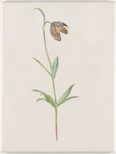 Fritillaria Lanciolata