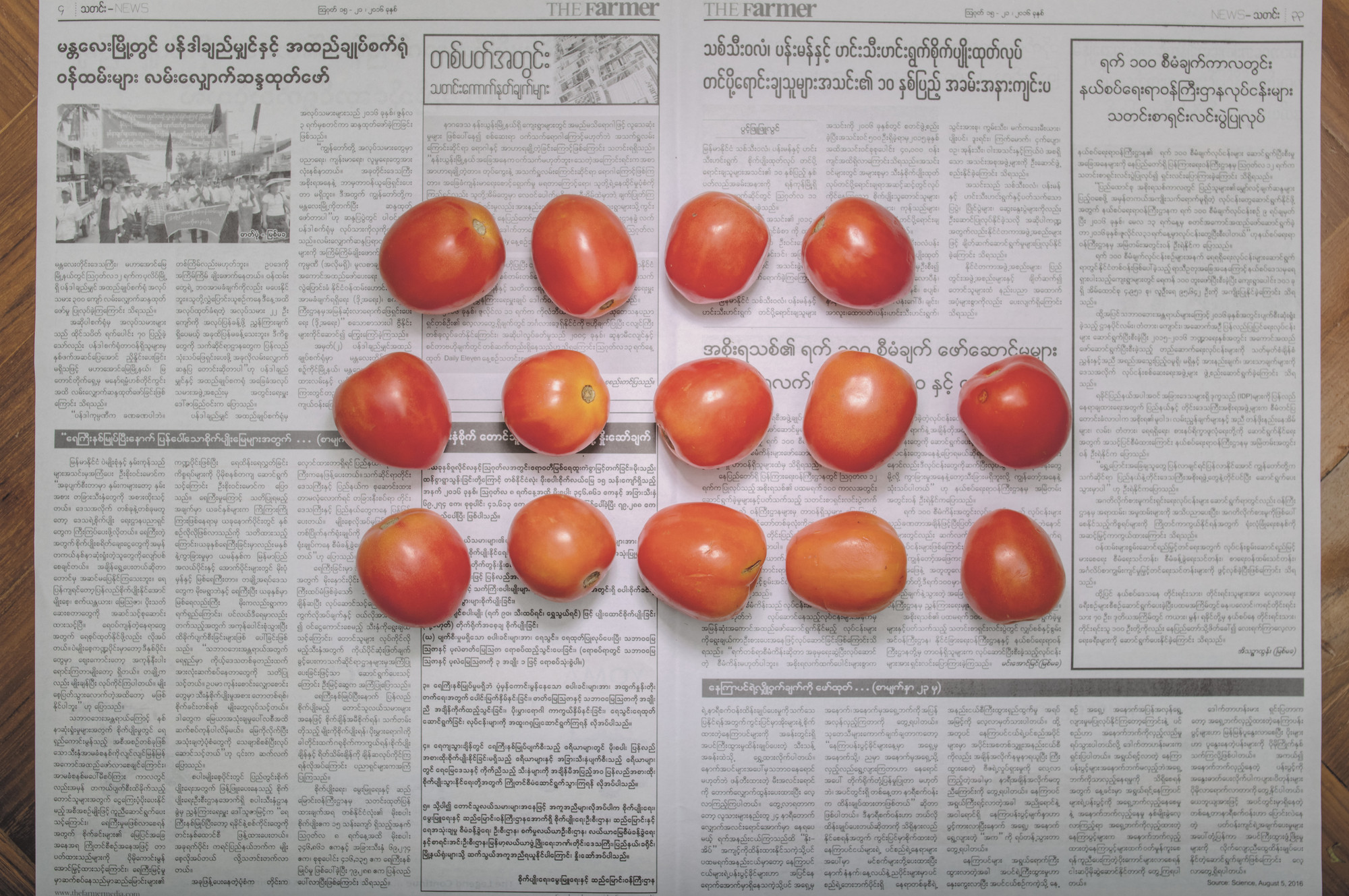 Chow and Lin, Stefen Chow, Huiyi Lin. The Poverty Line (Tomatoes) (Myanmar). 2010-2020