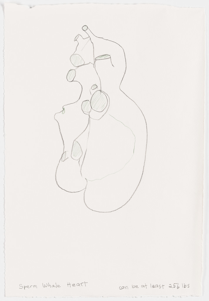Whale heart drawing