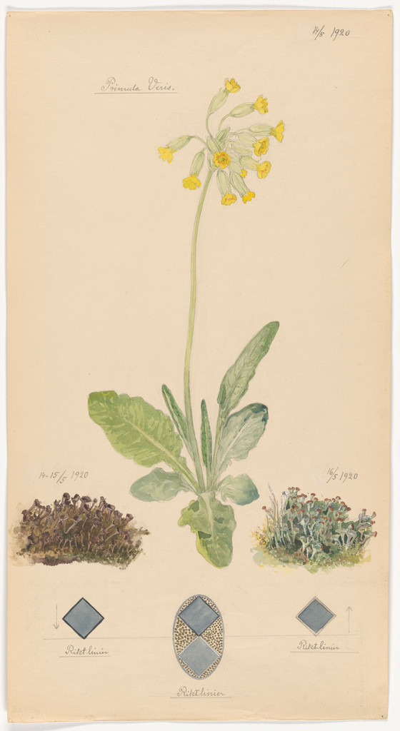 Primula veris (Cowslip Primrose), Cladonia spp. (Pixie Cup Lichens). Sheet 33 from the portfolio Nature Studies