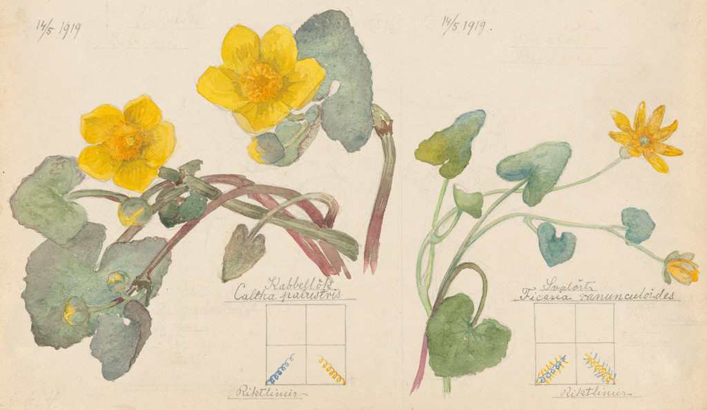 Luzula campestris (Field Woodrush), Viola hirta (Hairy Violet), Viola odorata (Sweet Violet), Chrysosplenium alternifolium (Alternate-Leaf Golden Saxifrage), Equisetum arvense (Field Horsetail), Caltha palustris (Marsh Marigold), Ranunculus ficaria (Fig Buttercup), Carex sp. (Sedge). Sheet 4 from the portfolio Nature Studies