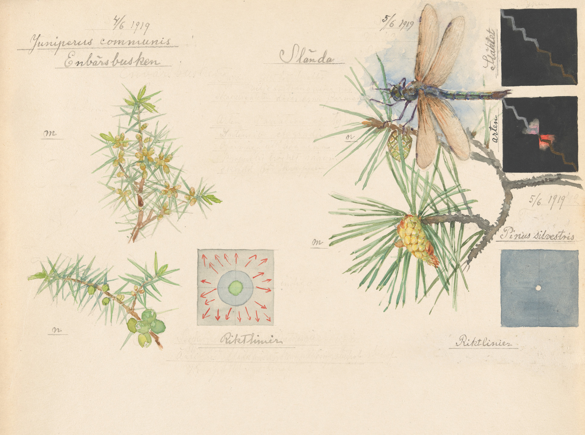 Hilma af Klint. Motacilla alba (White Wagtail), Juniperus communis (Common Juniper), Pinus sylvestris (Scots Pine), Somatochlora sp. (Striped Emeralds). Sheet 10 from the portfolio Nature Studies. April 29–June 5, 1919