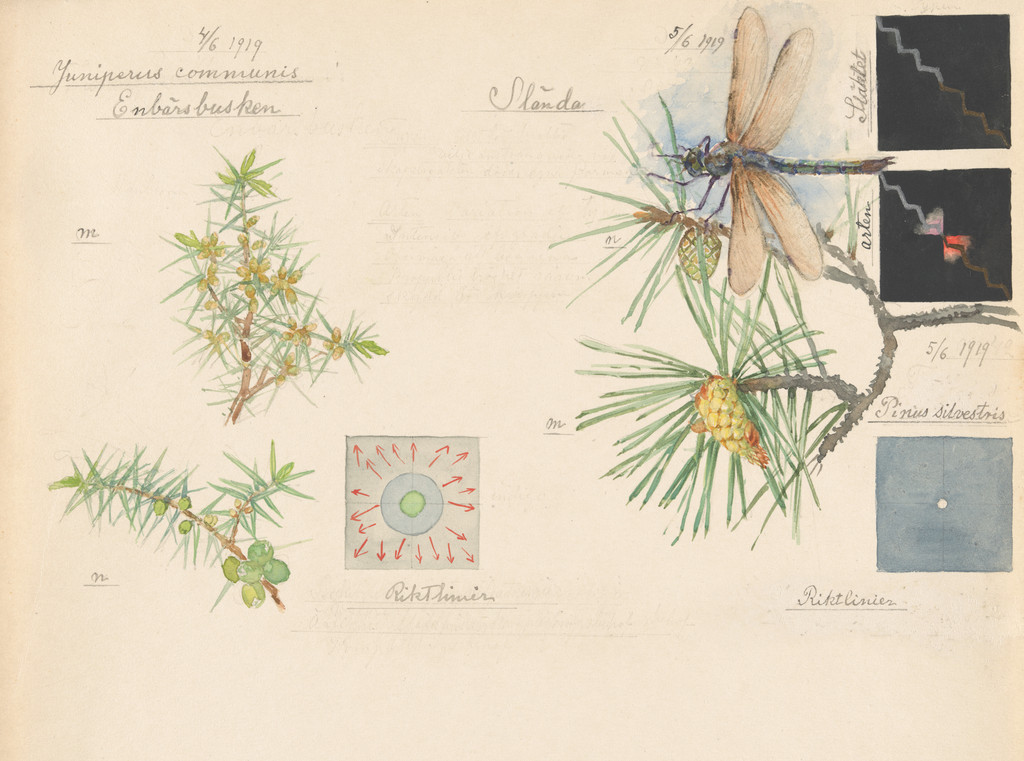 Motacilla alba (White Wagtail), Juniperus communis (Common Juniper), Pinus sylvestris (Scots Pine), Somatochlora sp. (Striped Emeralds). Sheet 10 from the portfolio Nature Studies