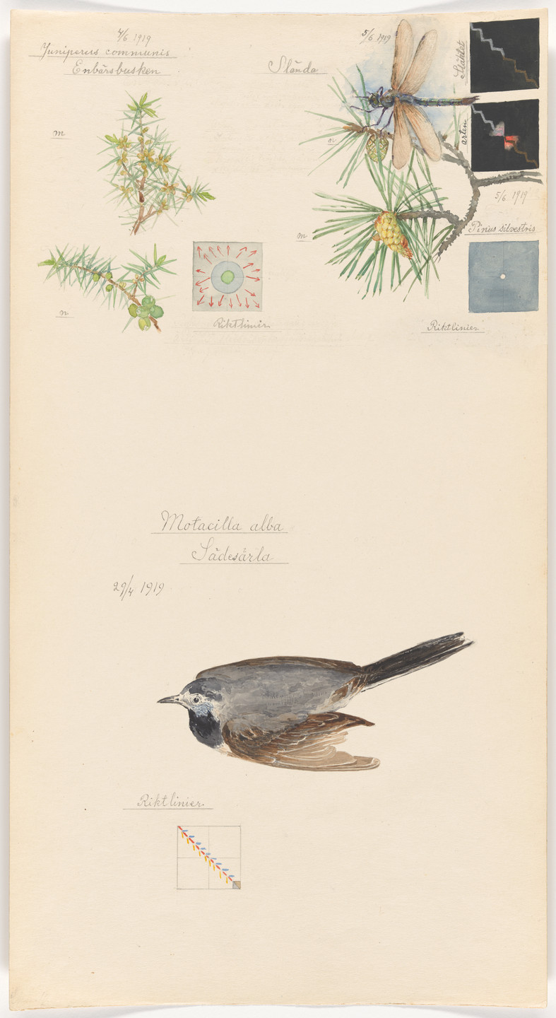 Hilma af Klint. Motacilla alba (White Wagtail), Juniperus communis (Common Juniper), Pinus sylvestris (Scots Pine), Somatochlora sp. (Striped Emeralds). Sheet 10 from the portfolio Nature Studies. April 29–June 5, 1919
