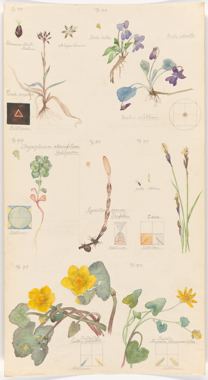 Hilma af Klint. Luzula campestris (Field Woodrush), Viola hirta (Hairy Violet), Viola odorata (Sweet Violet), Chrysosplenium alternifolium (Alternate-Leaf Golden Saxifrage), Equisetum arvense (Field Horsetail), Caltha palustris (Marsh Marigold), Ranunculus ficaria (Fig Buttercup), Carex sp. (Sedge). Sheet 4 from the portfolio Nature Studies. May 9–15, 1919