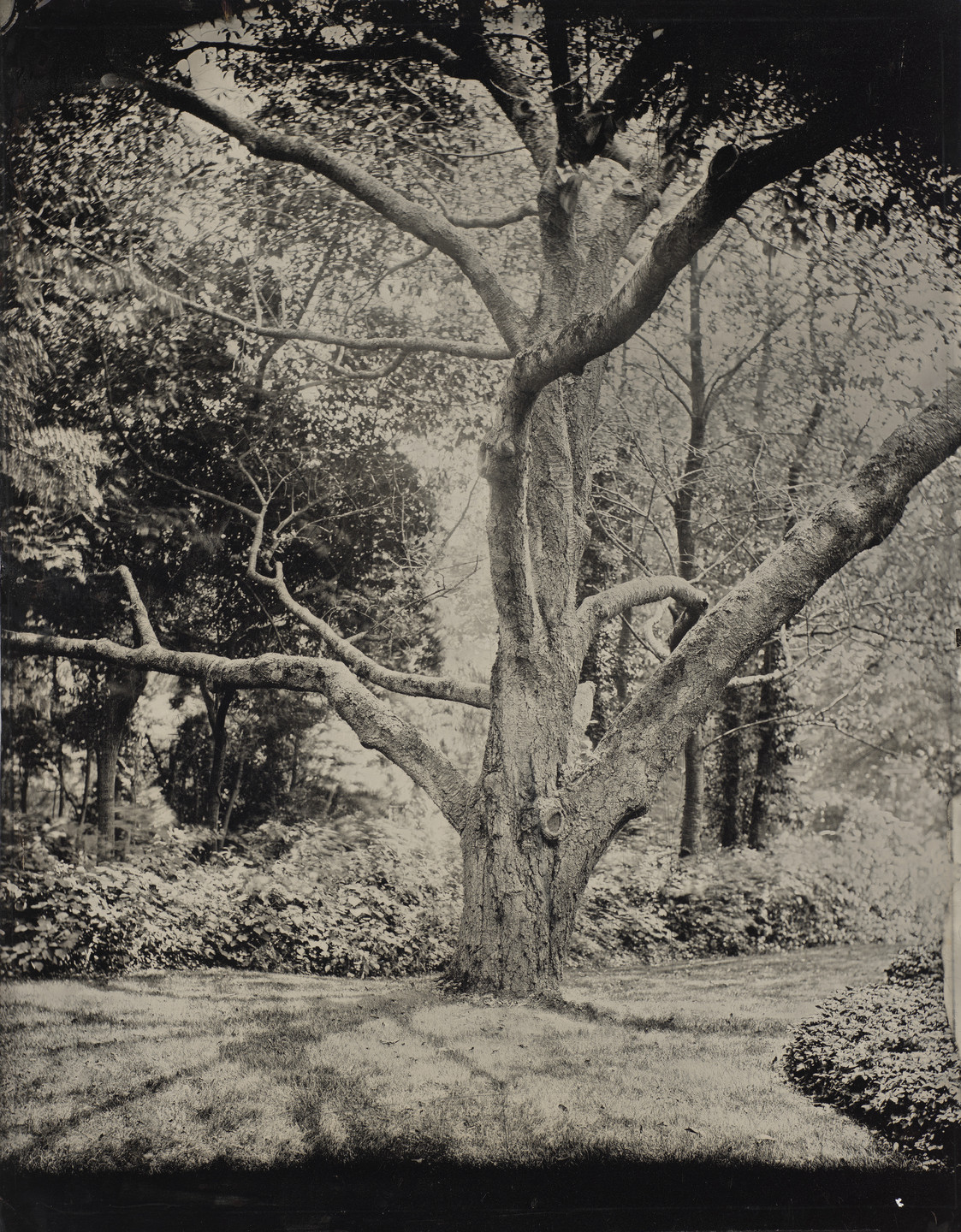 Nate Gibbons. Untitled. 2002