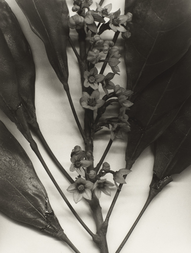 Angola to Vietnam* (Angola)