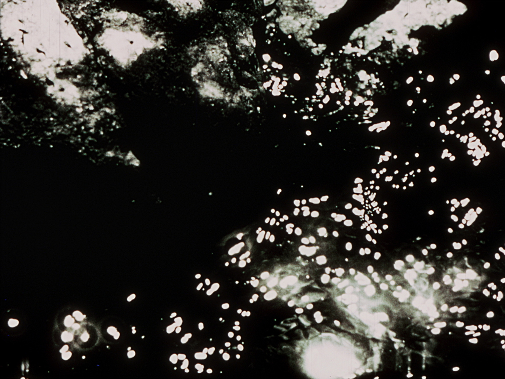 Neelon Crawford. Light Pleasures. 1970