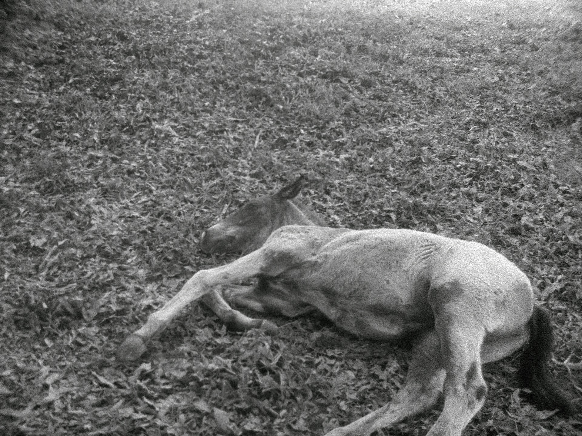 Beatriz Santiago Muñoz. Playa negra/Caballo/Campamento/Los muertos/Fuerzas. 2016