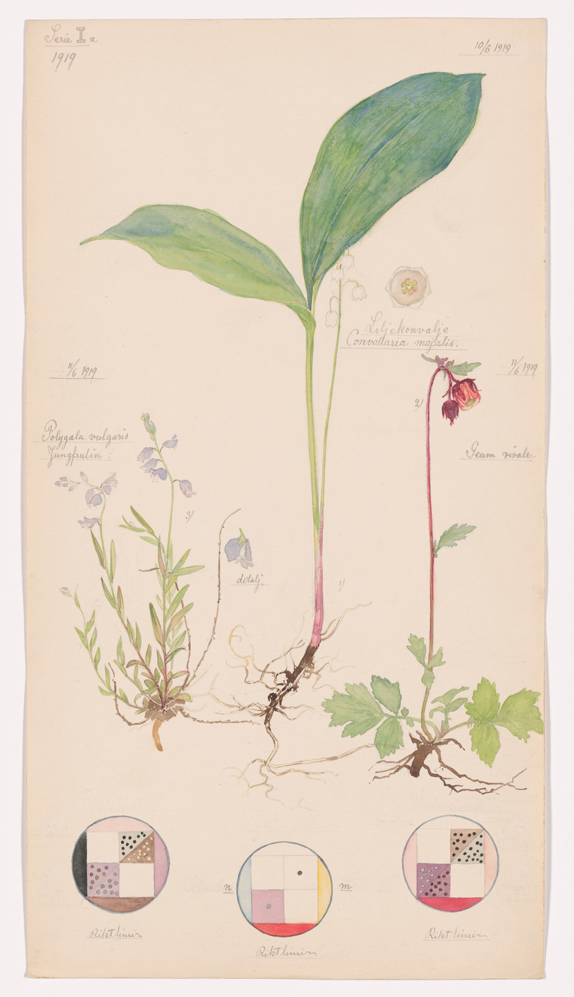 Hilma af Klint. Convallaria majalis (Lily of the Valley), Geum rivale (Water Avens), Polygala vulgaris (Common Milkwort). Sheet 11 from the portfolio Nature Studies. June 10–11, 1919
