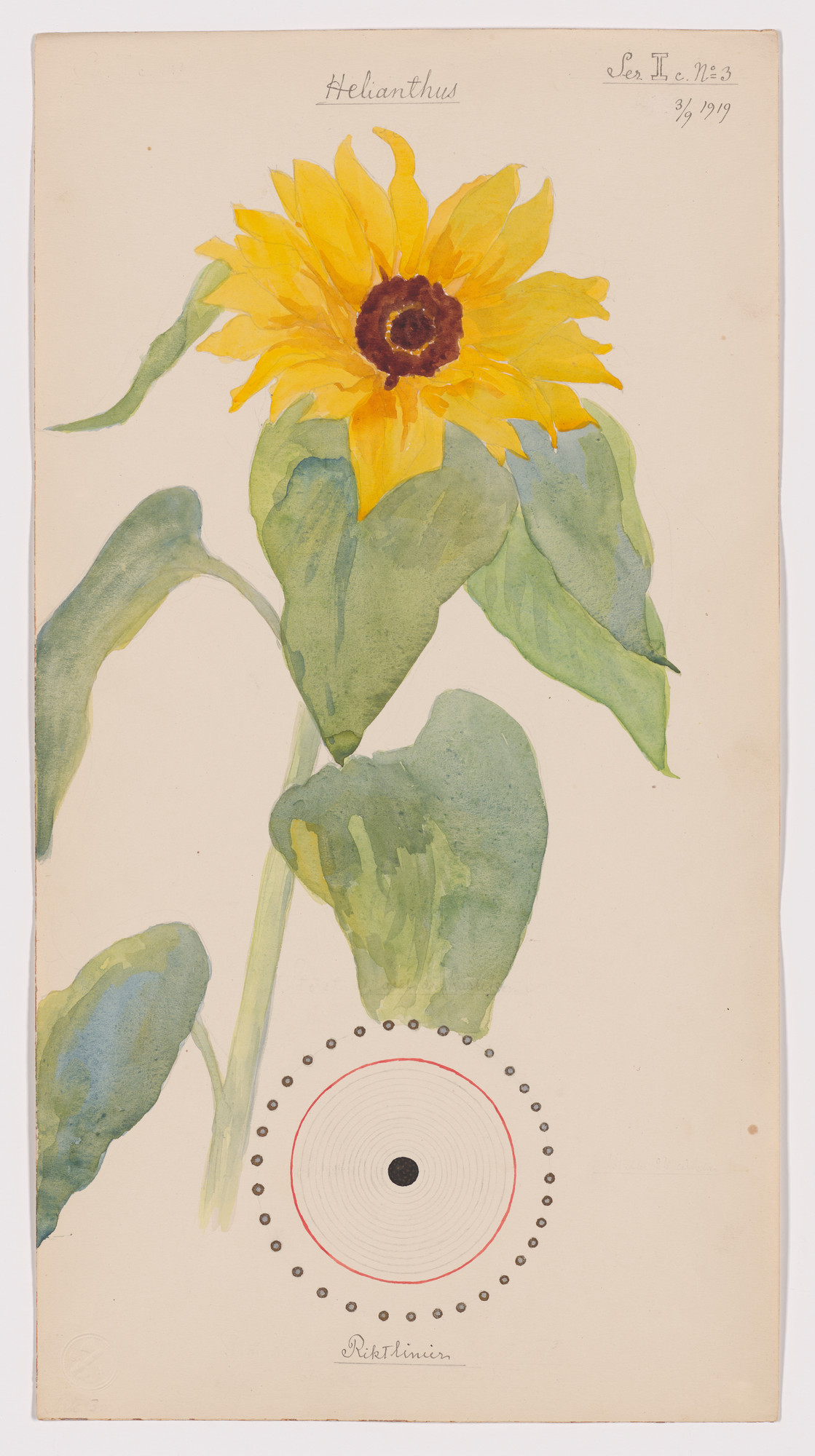 Hilma af Klint. Helianthus annuus (Common Sunflower). Sheet 27