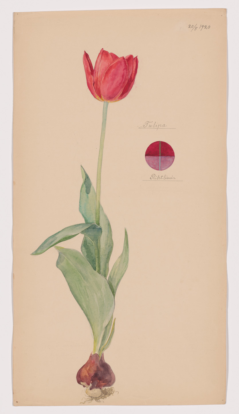 Hilma af Klint. Tulipa sp. (Tulip). Sheet 35 from the portfolio
