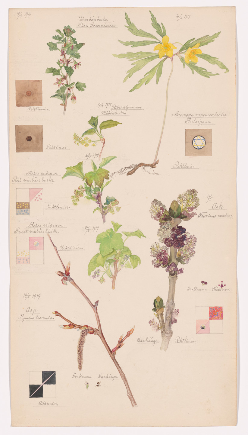 Hilma af Klint. Anemone ranunculoides (Yellow Woodland Anemone), Ribes alpinum (Alpine Currant), Ribes uva-crispa (European Gooseberry), Fraxinus excelsior (European Ash), Populus tremula (European Aspen), Ribes nigrum (European Black Currant), Ribes rubrum (Red Currant). Sheet 5 from the portfolio Nature Studies. May 16–21, 1919