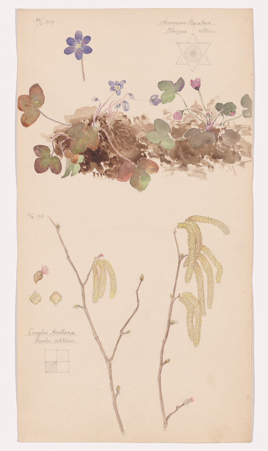 Hilma af Klint. Hepatica nobilis (Hepatica), Corylus avellana (Common Filbert). Sheet 1 from the portfolio Nature Studies. April 22–23, 1919