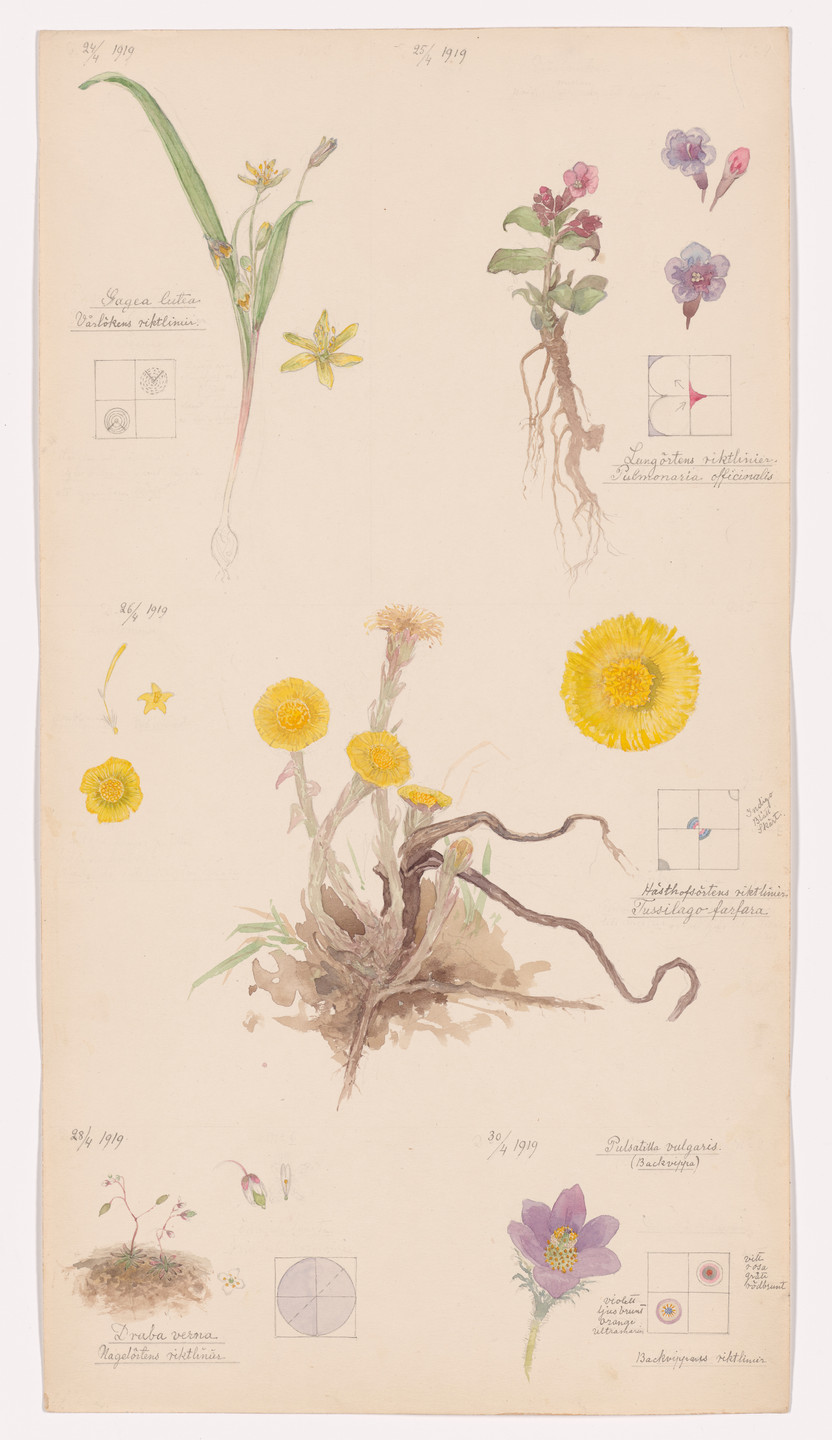 Hilma af Klint. Gagea lutea (Yellow Star-of-Bethlehem), Pulmonaria officinalis (Common Lungwort), Tussilago farfara (Coltsfoot), Draba verna (Common Whitlowgrass), Pulsatilla vulgaris (European Pasqueflower). Sheet 2 from the portfolio Nature Studies. April 24–30, 1919