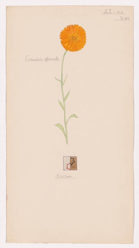 Calendula officinalis (Pot Marigold). Sheet 26 from the portfolio Nature Studies