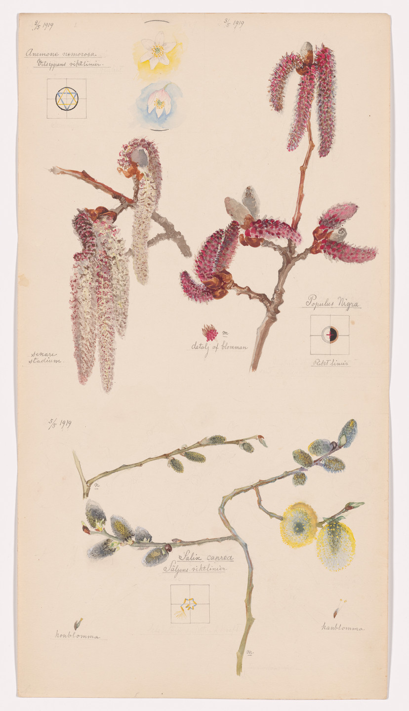 Hilma af Klint. Anemone nemorosa (European Thimbleweed), Populus nigra (Lombardy Poplar), Salix caprea (Goat Willow). Sheet 3 from the portfolio Nature Studies. May 2–5, 1919