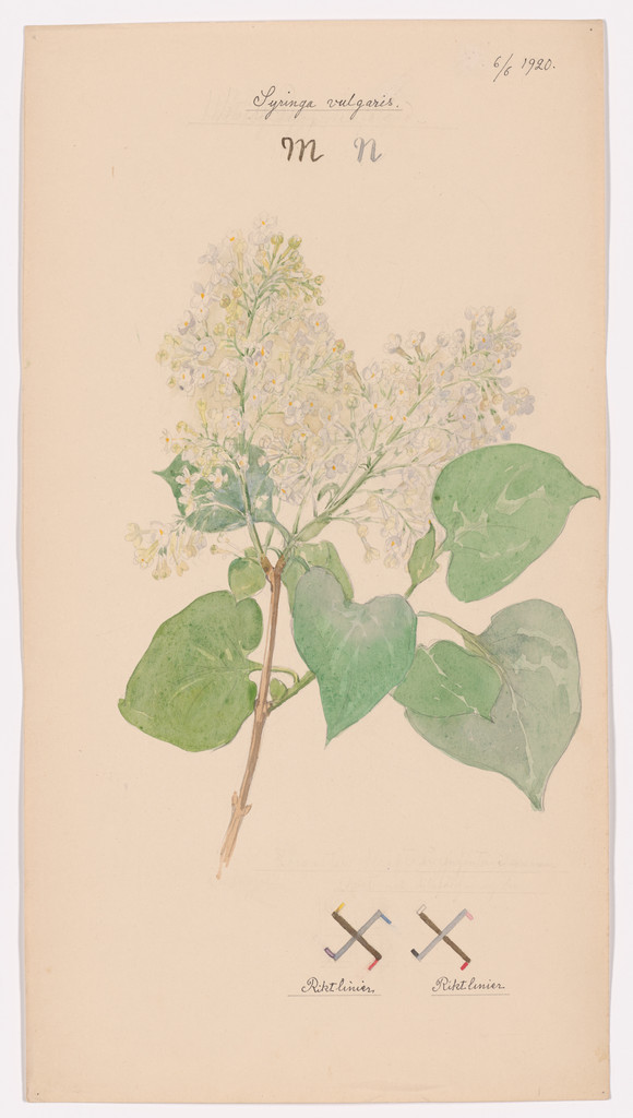 Syringa vulgaris (Common Lilac). Sheet 41 from the portfolio Nature Studies