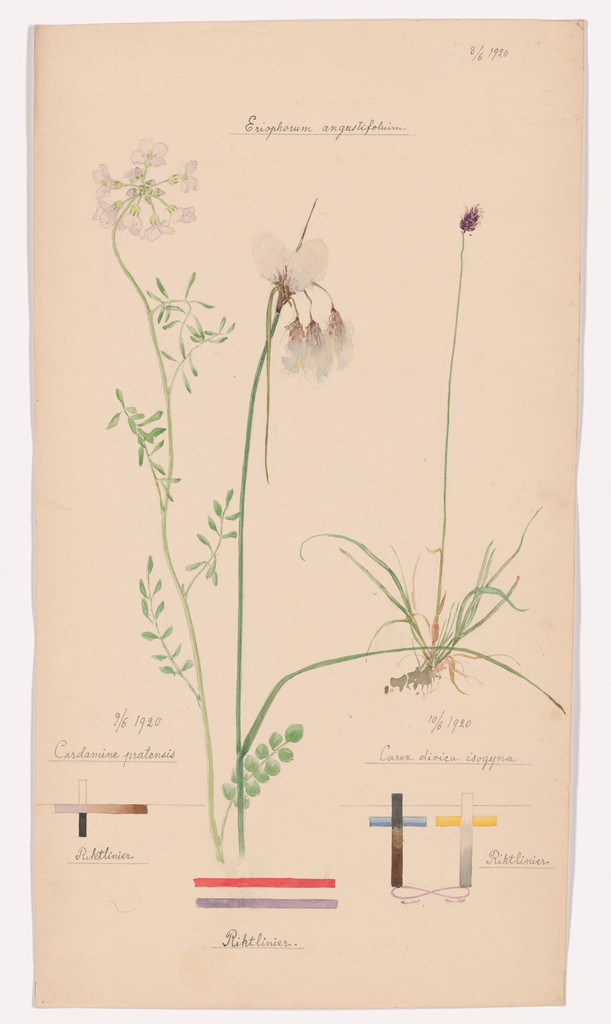 Eriophorum angustifolium (Tall Cottongrass), Cardamine pratensis (Cuckoo Flower), Carex dioica (Dioecious Sedge). Sheet 42 from the portfolio Nature Studies