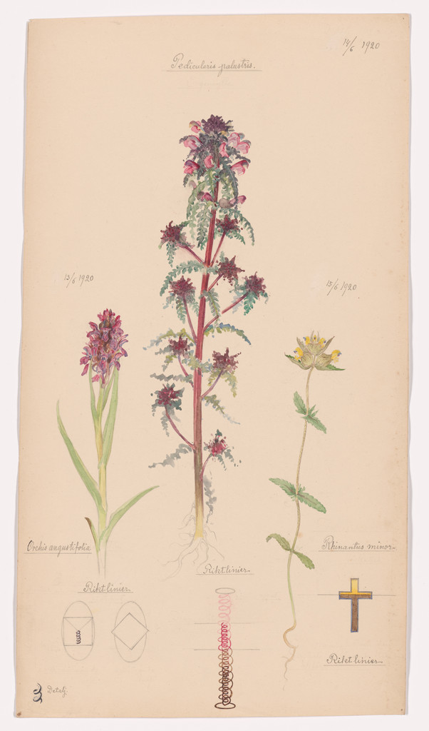 Dactylorhiza incarnata (Early Marsh-Orchid), Pedicularis palustris (European Purple Lousewort), Rhinanthus minor (Little Yellow Rattle). Sheet 45 from the portfolio Nature Studies, Hilma af Klint, June 13–15, 1920