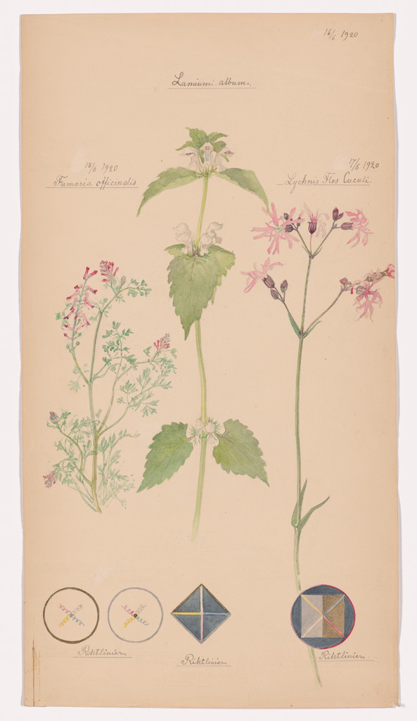 Lamium album (White Deadnettle), Silene flos-cuculi (Ragged Robin), Fumaria officinalis (Common Fumitory). Sheet 46 from the portfolio Nature Studies