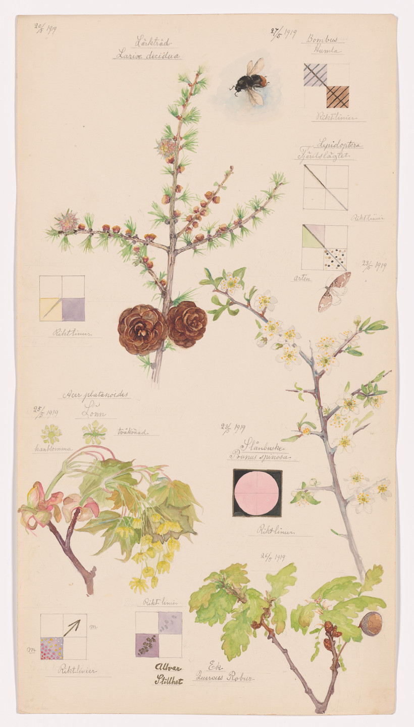 Hilma af Klint. Larix decidua (European Larch), Perizoma sp. (Rivulet Moth), Prunus spinosa (Blackthorn), Acer platanoides (Norway Maple), Quercus robur (English Oak), Bombus lapidarius (Red-Tailed Bumblebee). Sheet 6 from the portfolio Nature Studies. May 20–27, 1919