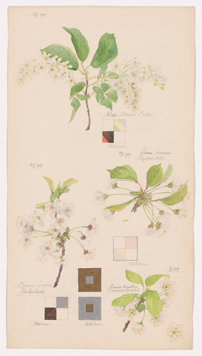 Hilma af Klint. Prunus padus (European Bird Cherry), Prunus avium (Sweet Cherry), Prunus cerasus (Sour Cherry), Prunus domestica (European Plum). Sheet 7 from the portfolio Nature Studies. May 27–June 3, 1919