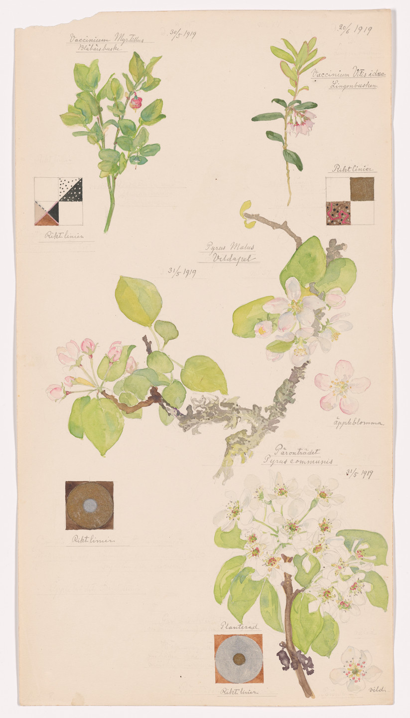 Hilma af Klint. Vaccinium myrtillus (Bilberry), Malus domestica (Apple), Pyrus communis (Common Pear), Vaccinium vitis-idaea (Lingonberry). Sheet 8 from the portfolio Nature Studies. May 30–June 20, 1919