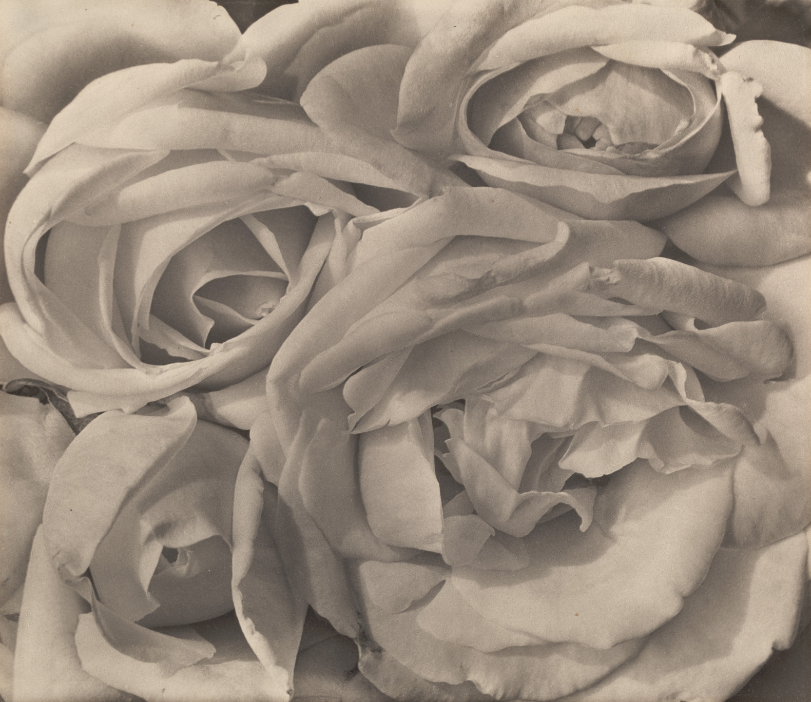 Roses Mexico/モドッティ/ポスター 71Y2+C4G-dL._UF894,1000_QL80_.jpg