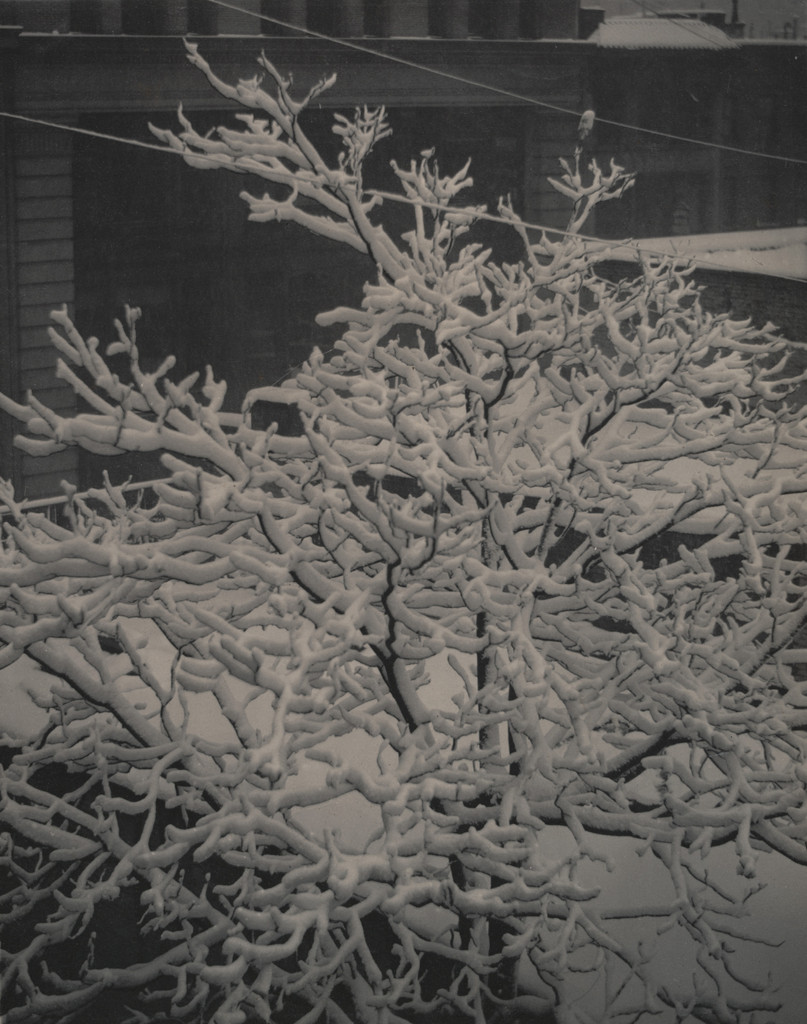 From the Back-Window–291–Snow–Covered Tree, Back-Yard