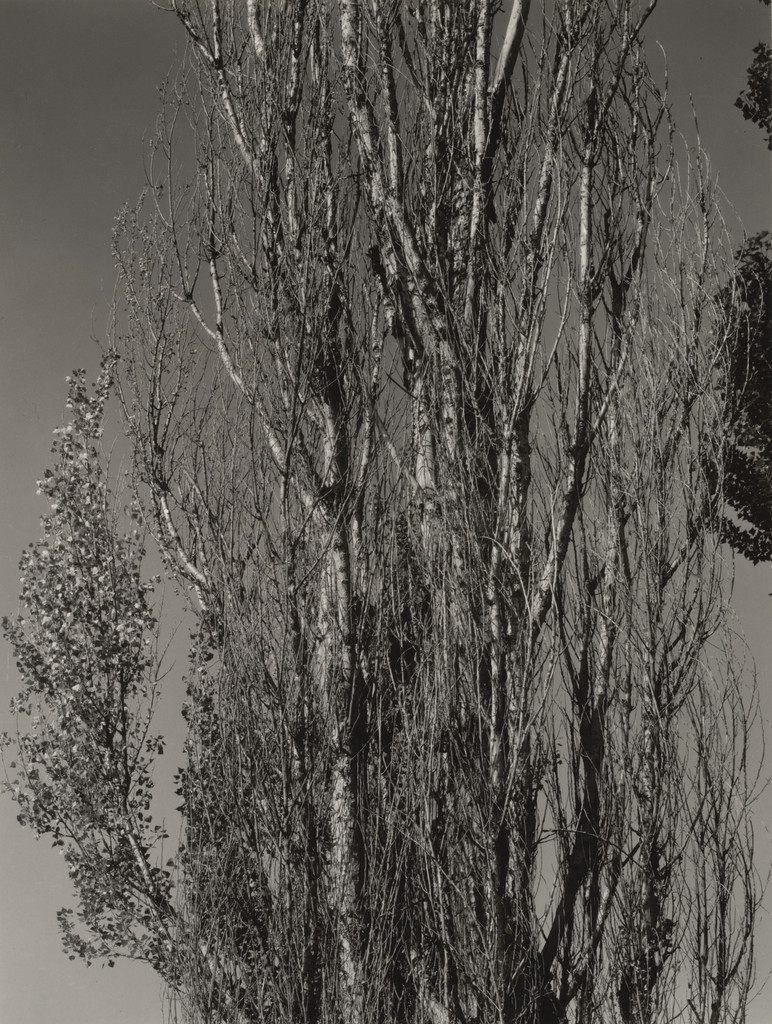 Poplars - Lake George