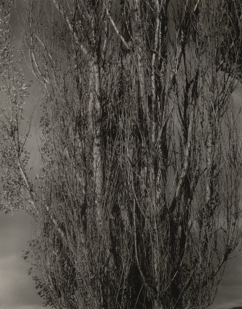 Dying Poplars and Live Branch - Lake George