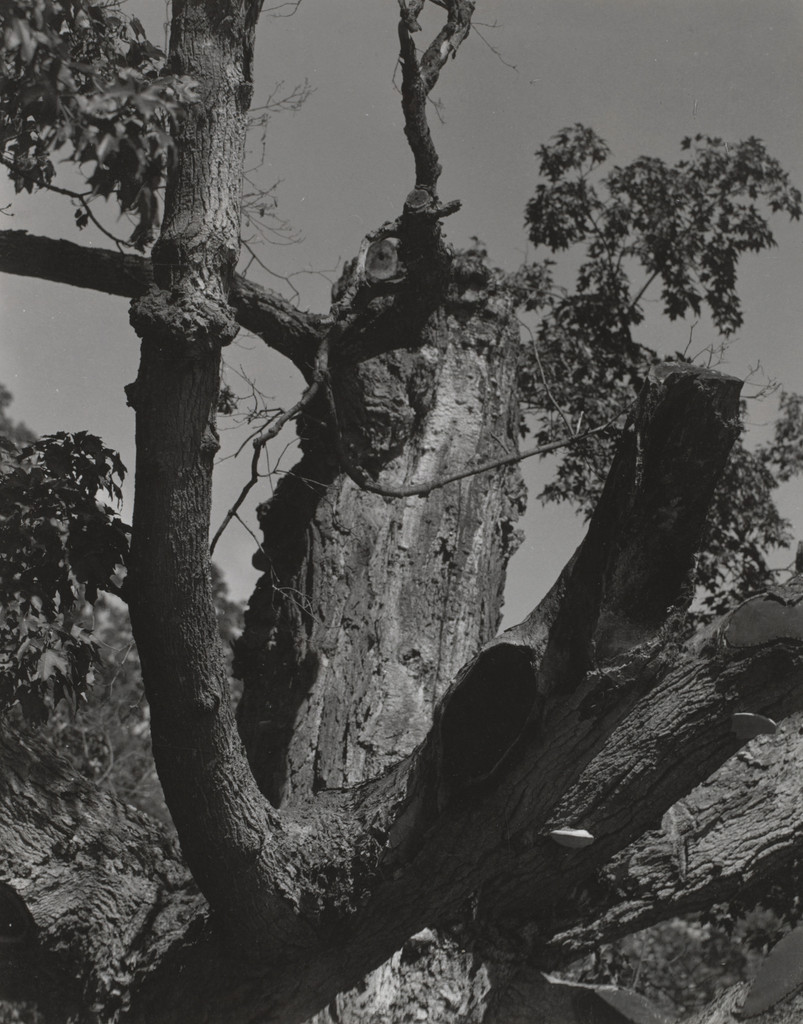 The Old Maple, Lake George