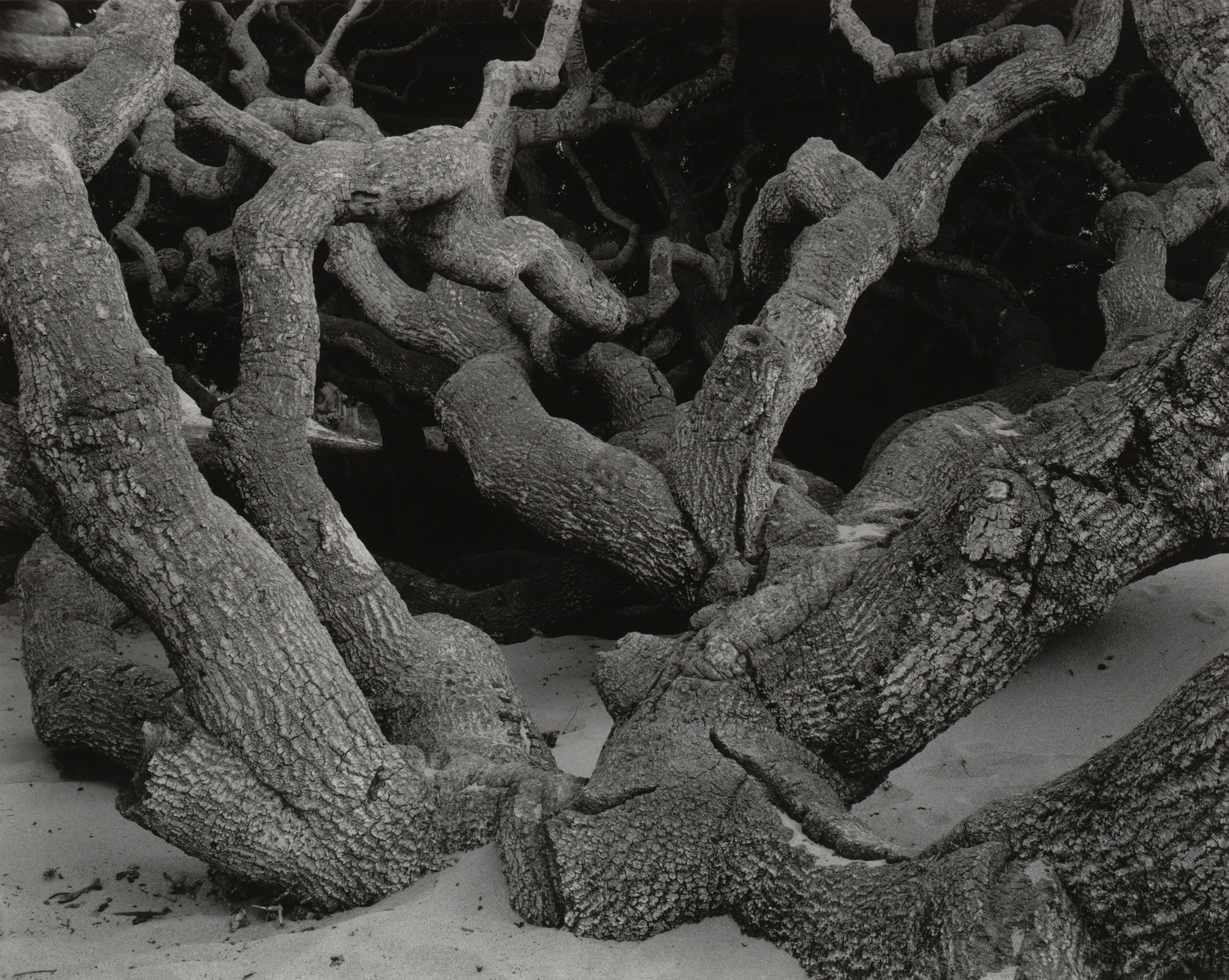 Edward Weston. Oak, Monterey County