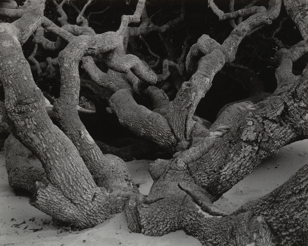 Oak, Monterey County