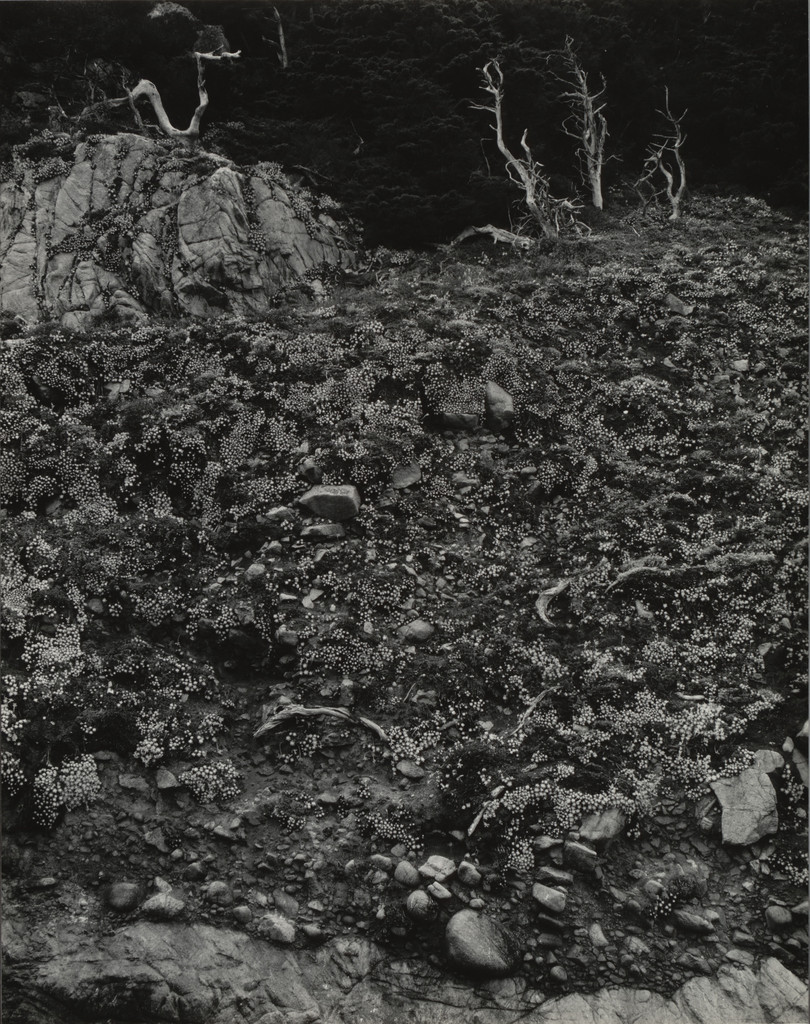 North Shore, Point Lobos