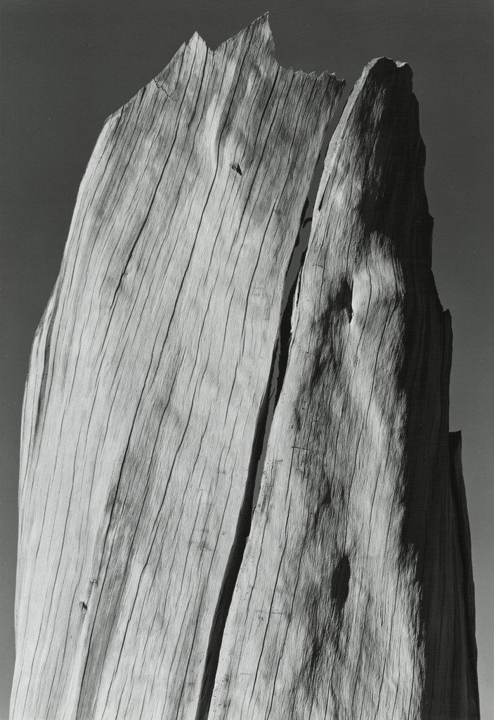 Dead Tree Stump, Sierra Nevada, California