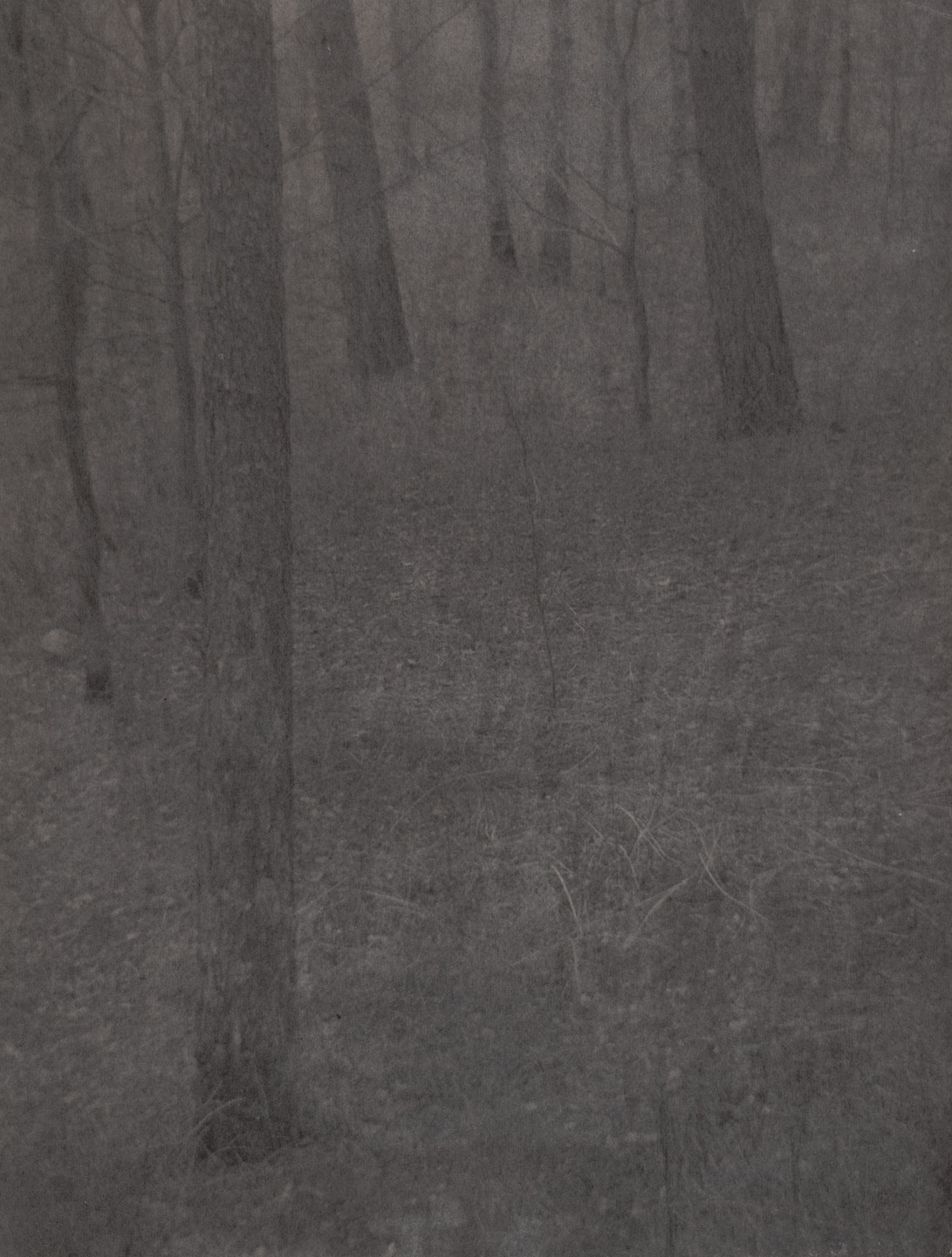 Edward Steichen. Farmer&#39;s Wood Lot, Milwaukee. 1898