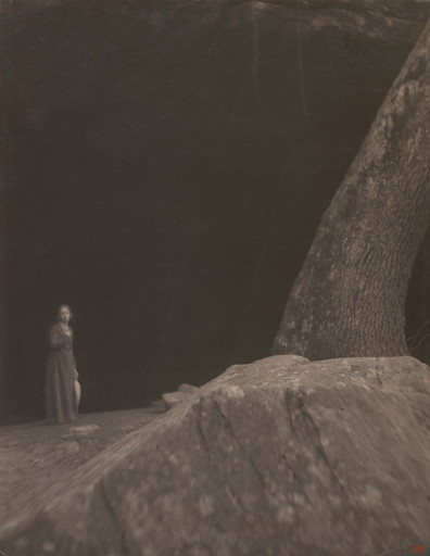 Eugène Atget. Arbre, Trianon. 1919-21 | MoMA