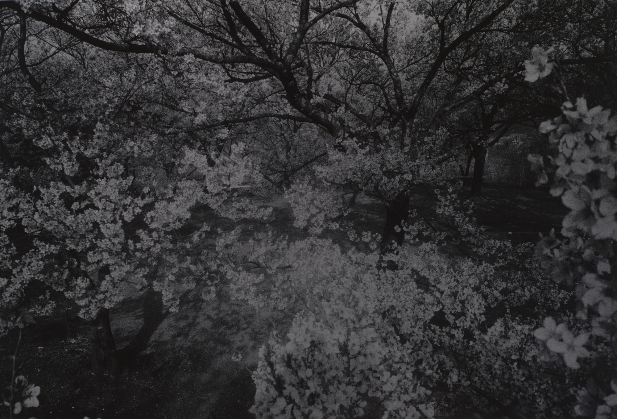 Daidō Moriyama (森山 大道). Cherry Blossoms, Takato. 1972 | MoMA