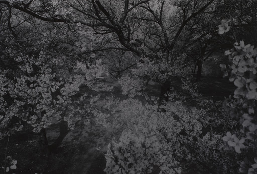 Daidō Moriyama (森山 大道). Cherry Blossoms, Takato. 1972 | MoMA